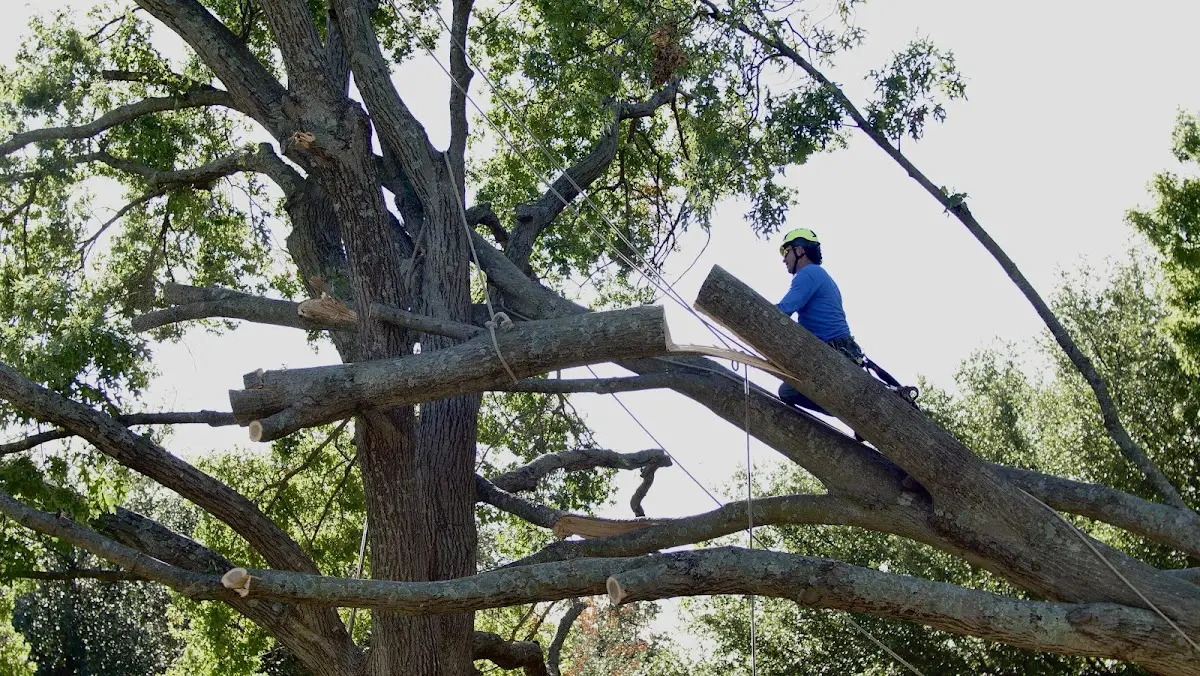 Professional Hazardous Tree Removal performed by certified arborists in Homewood