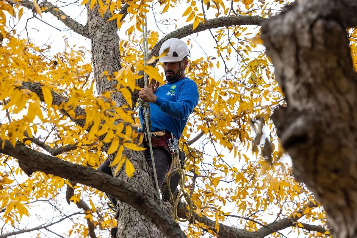 Skilled Tree Trimming crew working in Homewood